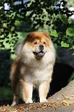 CHOW CHOW 357